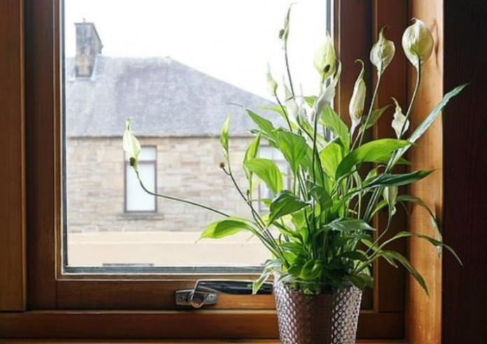 Названы самые полезные для здоровья�я комнатные растения