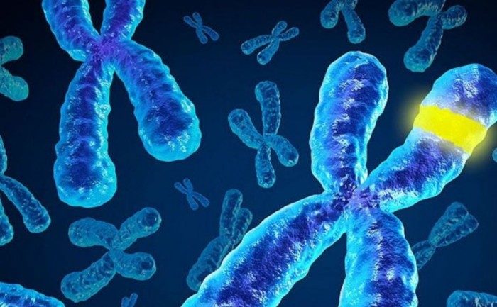 Исследователи рассказали, почему мужчины умирают раньше женщин