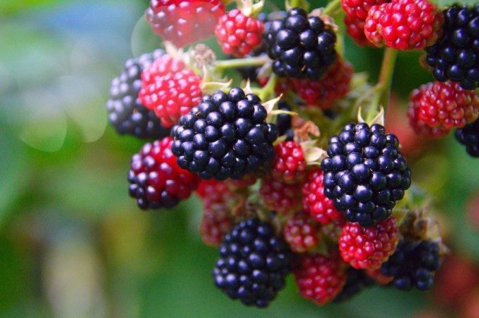 Полезные свойства ежевики, а также противопоказаниях к употреблению ягоды