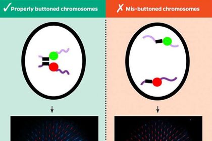 Раскрыта одна из многолетних тайн биологии
