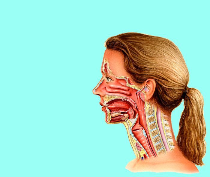 Как убрать отеки на лице: 6 советов от остеопата