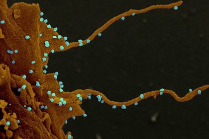 Ученые рассказали о «зловещих щупальцах» коронавируса