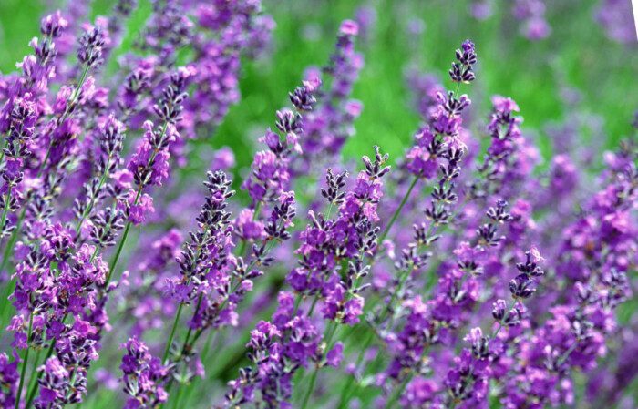 Специалисты рассказали, какая трава поможет вам при болях в спине