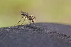 Россиян предупредили о риске заразиться опасной болезнью от комаров