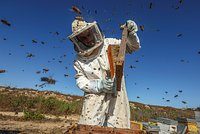 Производство какао в Европе упало
