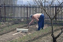Российским дачникам раскрыли единственный способ спасти урожай от птиц