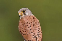 Казанцы спасли птенцов краснокнижной пустельги