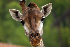 В России запретили объявление о продаже жирафа