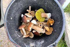 Россиянам рассказали о штрафах за сбор грибов