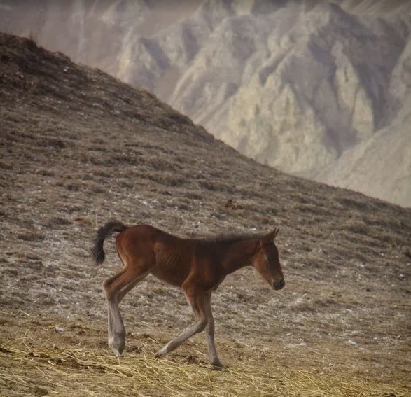 Тихий туризм как новый тренд на детокс от городов: горы, небо, реки, лошади, хайкинг