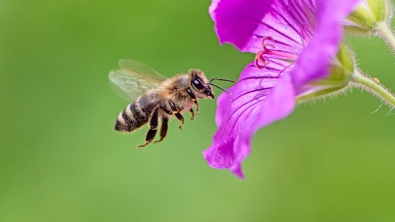 Бджоли і економіка: ринкові принципи, яким комахи можуть навчити науковців