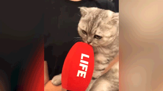 Коты Памфиловой посетили онлайн-марафон "Ночь выборов"