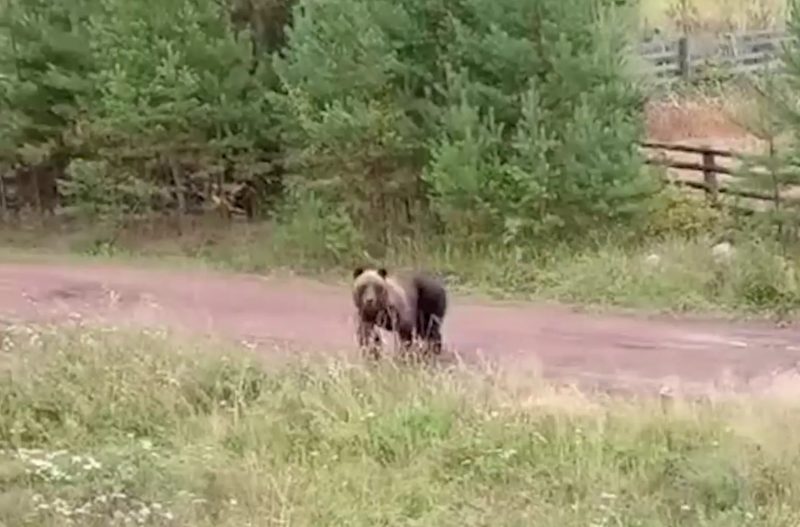 Косолапое "вторжение": Медведи с детёнышами массово выходят из лесов к домам россиян