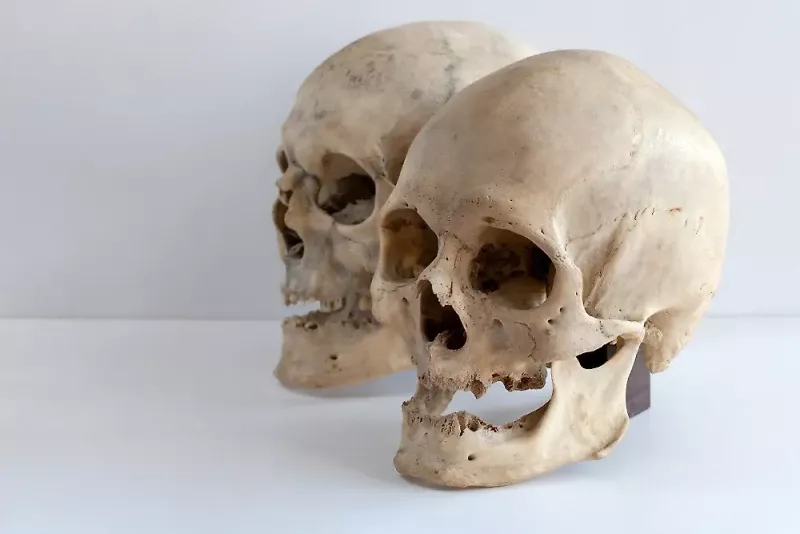 В Пенсильвании задержали мужчину с мумиями и черепами в сумке