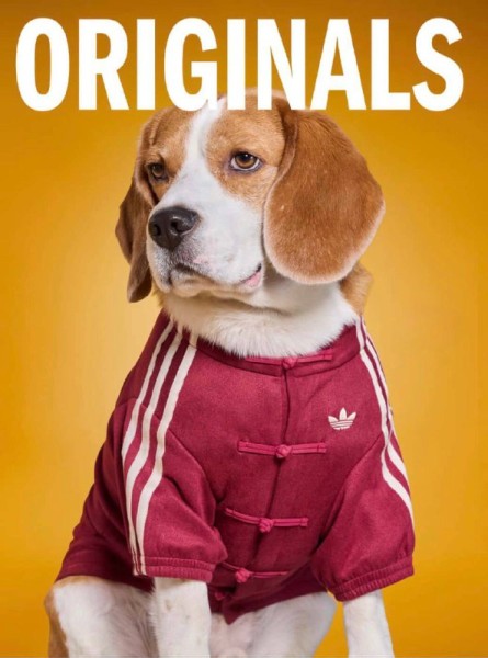 Adidas выпустила эксклюзивные куртки для домашних животных (фото)